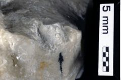 Foto (Detailansicht) von Decapoda indet. (NHMW-GEO-1990-0041-0360)